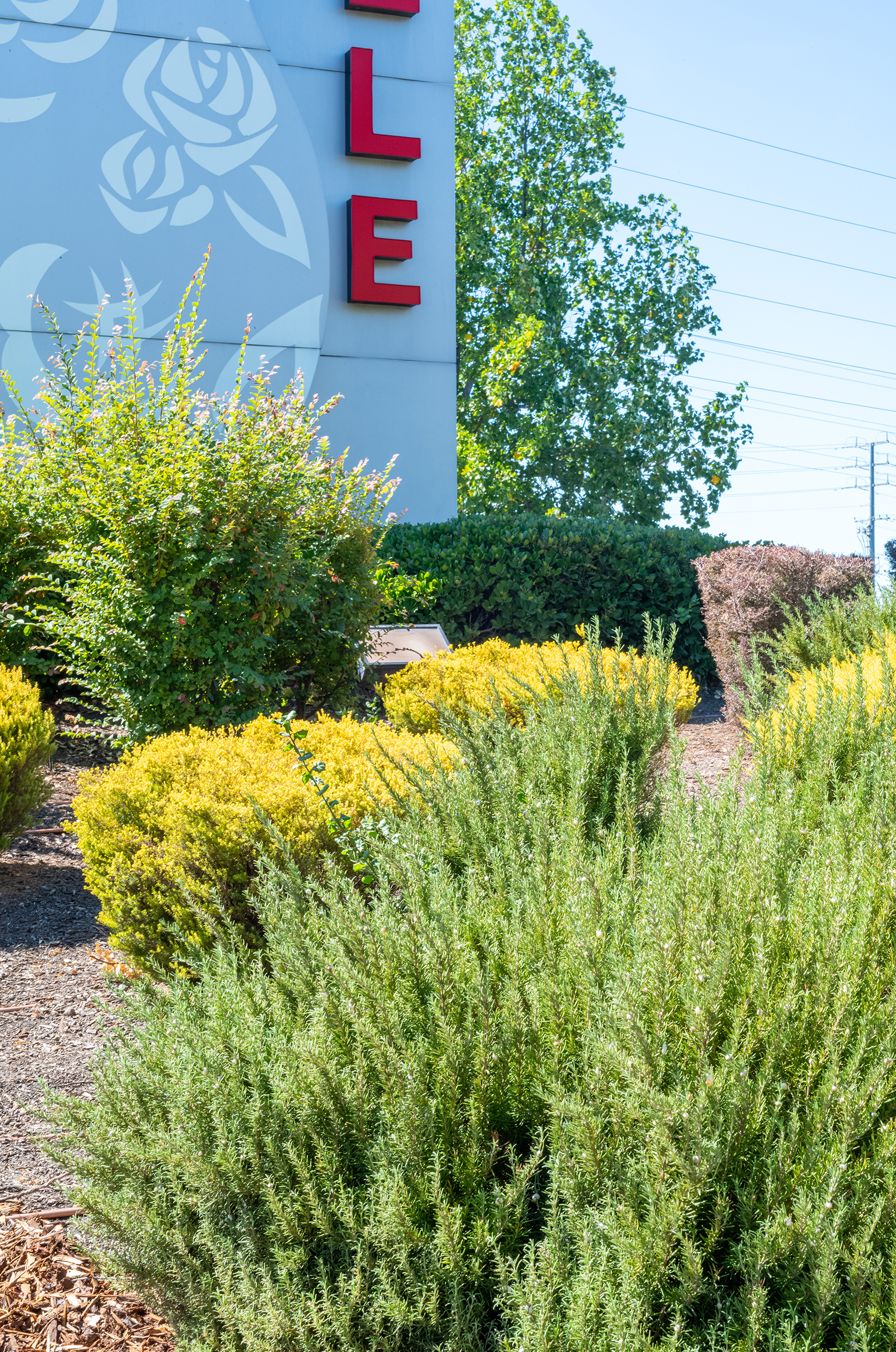 The Croix Estate Winery - Fulton, CA - Cagwin & Dorward -Commercial Landscaping, Landscape Maintenance