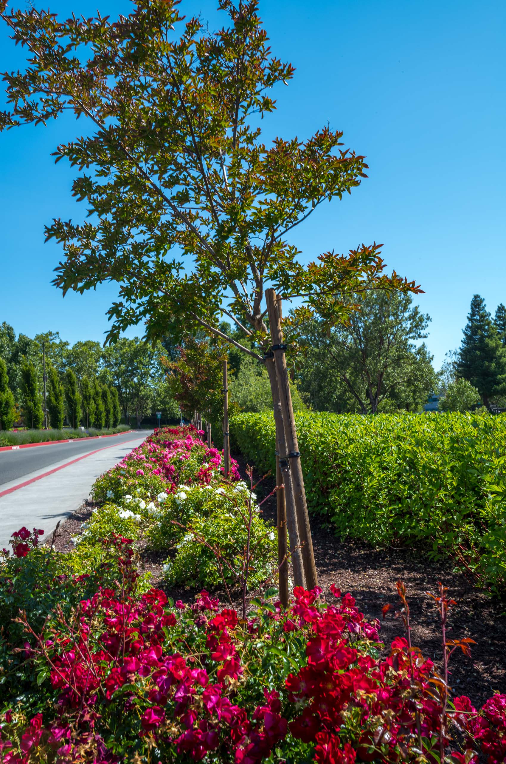 Graton Resort & Casino 16 The Croix Estate Winery - Fulton, CA - Cagwin & Dorward -Commercial Landscaping, Landscape Maintenance