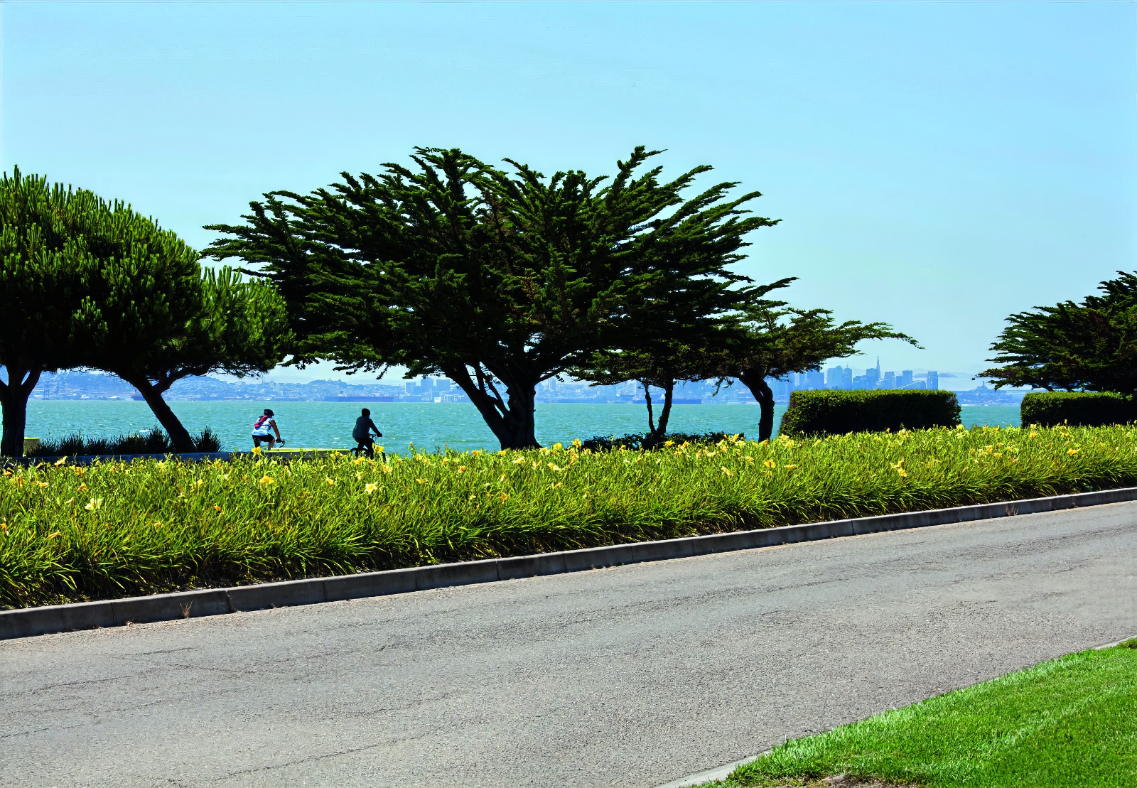 How Harbor Bay Parkway Transformed Its Median Landscape Reducing Water Usage by 69% 2 Tree Trimming_Cagwin_and_Dorward_Sperber_Companies